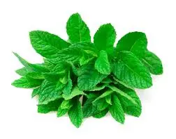 Točená zmrzlina Mojito 1kg