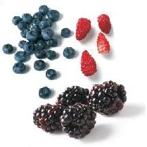 Točená zmrzlina Sorbet Lesní směs 1,15kg